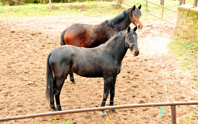 Unsere 3jhrigen von Bystro und Saint Cyr - 10. Mrz 2021 - Foto: Beate Langels - 
Trakehner Gestt Hmelschenburg