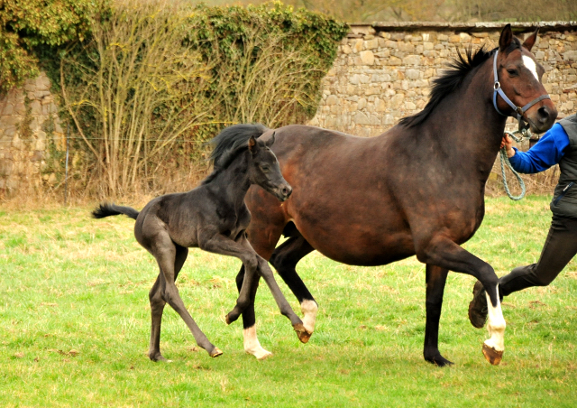 10. Mrz 2021 - Foto: Pia Elger - 
Trakehner Gestt Hmelschenburg