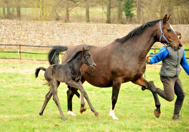 10. Mrz 2021 - Foto: Pia Elger - 
Trakehner Gestt Hmelschenburg