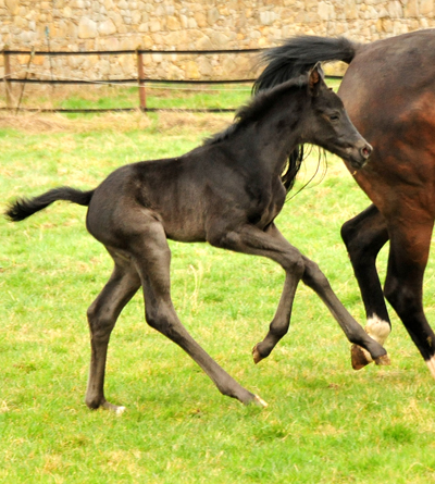 10. Mrz 2021 - Foto: Pia Elger - 
Trakehner Gestt Hmelschenburg