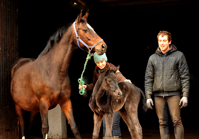 Wenige Stunden alt: Stutfohlen von San Amour u.d. Schwalbendiva v. Totilas - 10. Mrz 2021 - Foto: Beate Langels - 
Trakehner Gestt Hmelschenburg