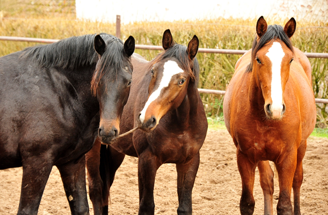 Die zweijhrigen Hengste am 10. Mrz 2021 - Foto: Beate Langels - 
Trakehner Gestt Hmelschenburg