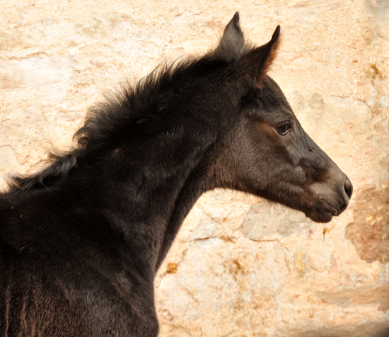 Wenige Stunden alt: Stutfohlen von San Amour u.d. Schwalbendiva v. Totilas - 10. Mrz 2021 - Foto: Beate Langels - 
Trakehner Gestt Hmelschenburg