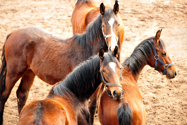 10. Mrz 2021 - Foto: Beate Langels - 
Trakehner Gestt Hmelschenburg