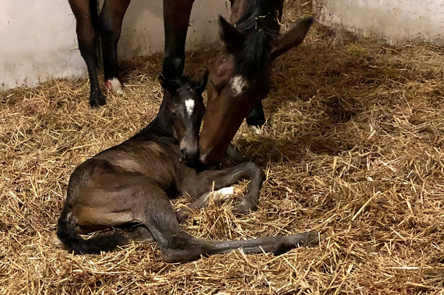 Colt by Saint Cyr out of Pr.St. Schwalbenland by Touch my Heart - Foto: Beate Langels