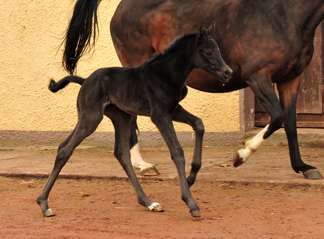 Wenige Stunden alt: Stutfohlen von San Amour u.d. Schwalbendiva v. Totilas - 10. Mrz 2021 - Foto: Beate Langels - 
Trakehner Gestt Hmelschenburg