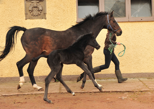 Wenige Stunden alt: Stutfohlen von San Amour x Totilas - Trakehner Gestt Hmelschenburg - Foto: Beate Langels