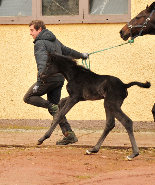 Wenige Stunden alt: Stutfohlen von San Amour x Totilas - Trakehner Gestt Hmelschenburg - Foto: Beate Langels