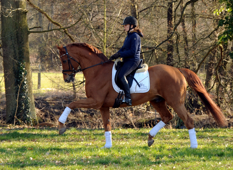 Trakehner Hengst Zauberdeyk v. Van Deyk - Friedensfrst - Trakehner Gestt Hmelschenburg - Foto: Beate Langels