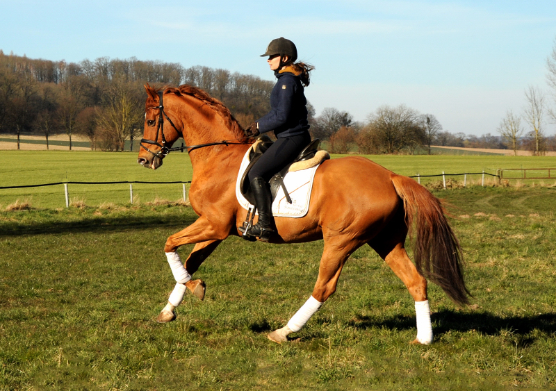 Trakehner Hengst Zauberdeyk v. Van Deyk - Friedensfrst - Trakehner Gestt Hmelschenburg - Foto: Beate Langels