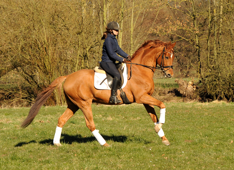 Trakehner Hengst Zauberdeyk v. Van Deyk - Friedensfrst - Trakehner Gestt Hmelschenburg - Foto: Beate Langels