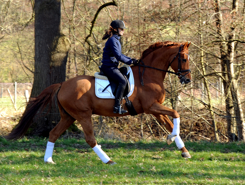 Trakehner Hengst Zauberdeyk v. Van Deyk - Friedensfrst - Trakehner Gestt Hmelschenburg - Foto: Beate Langels