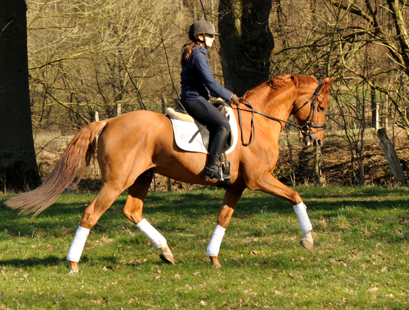 Trakehner Hengst Zauberdeyk v. Van Deyk - Friedensfrst - Trakehner Gestt Hmelschenburg - Foto: Beate Langels