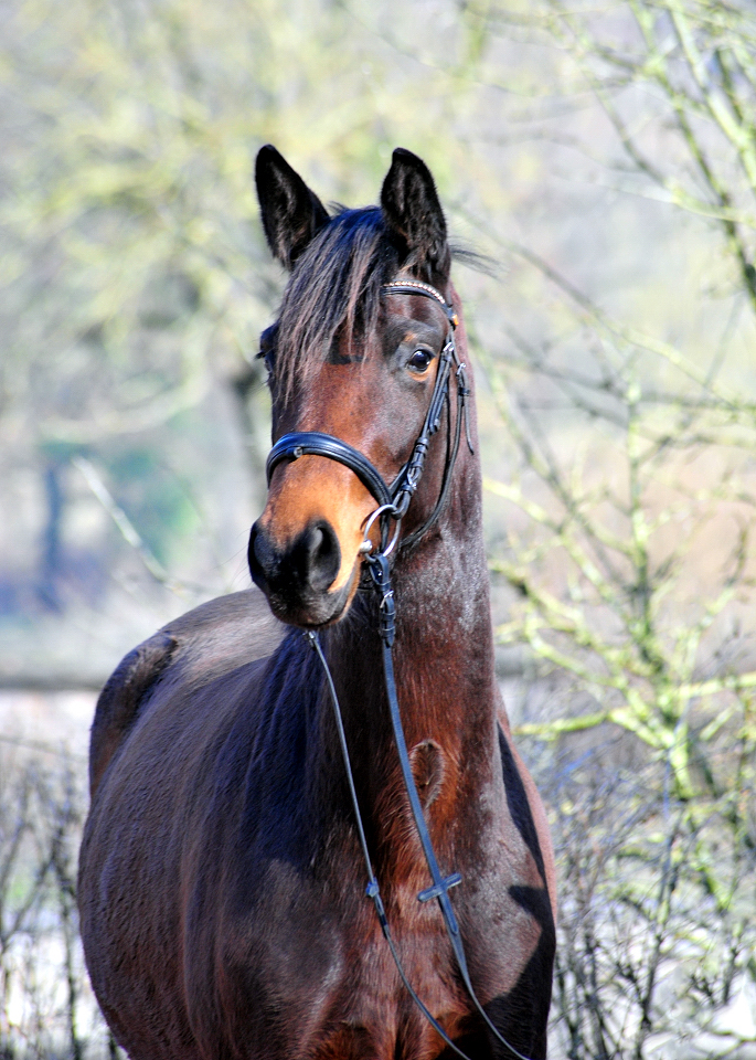 Schwalbe's Primavera v. Schpitzer u.d. Pr.St. Schwalbe's Beauty v. High Motion - Foto: Beate Langels