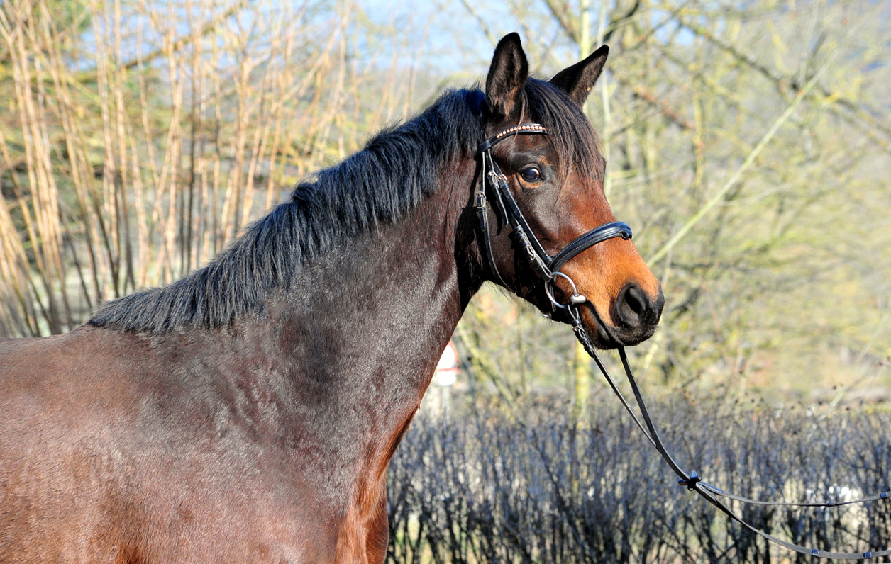 Schwalbe's Primavera v. Schpitzer u.d. Pr.St. Schwalbe's Beauty v. High Motion - Foto: Beate Langels
