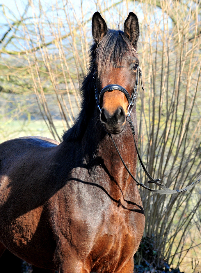 Schwalbe's Primavera v. Schpitzer u.d. Pr.St. Schwalbe's Beauty v. High Motion - Foto: Beate Langels