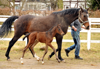 Trakehner Hengstfohlen von Oliver Twist u.d. Rominten v. Manrico