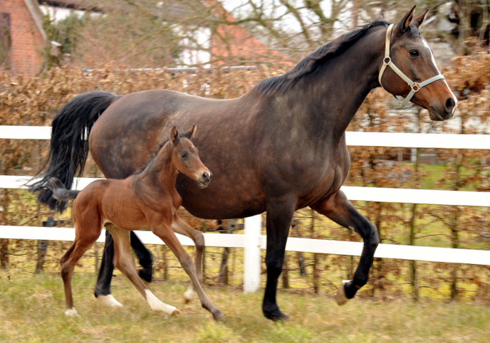 Trakehner Hengstfohlen von Oliver Twist u.d. Rominten v. Manrico