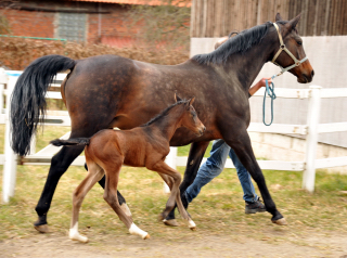 Trakehner Hengstfohlen von Oliver Twist u.d. Rominten v. Manrico