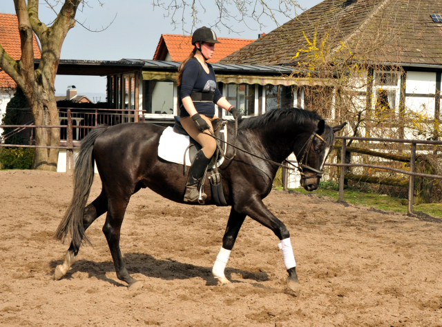 Gerade angeritten - Gestt Hmelschenburg, Foto: Beate Langels, 
Trakehner Gestt Hmelschenburg - Beate Langels