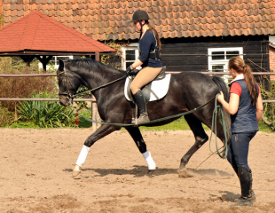 Gerade angeritten - Gestt Hmelschenburg, Foto: Beate Langels, 
Trakehner Gestt Hmelschenburg - Beate Langels