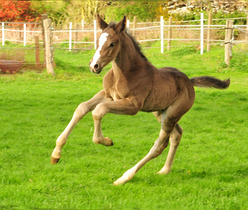 Hengstfohlen von Saint Cyr u.d. Princess B von Coriander - Foto: Beate Langels Gestt Hmelschenburg