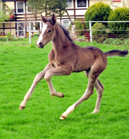 Hengstfohlen von Saint Cyr u.d. Princess B von Coriander - Foto: Beate Langels Gestt Hmelschenburg