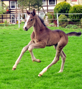 Hengstfohlen von Saint Cyr x Coriander - Foto: Beate Langels