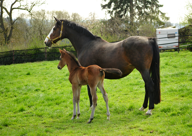 Hengstfohlen von High Motion u.d. Pr.u.StPrSt. Tavolara v. Exclusiv
 - Trakehner Gestt Hmelschenburg - Beate Langels