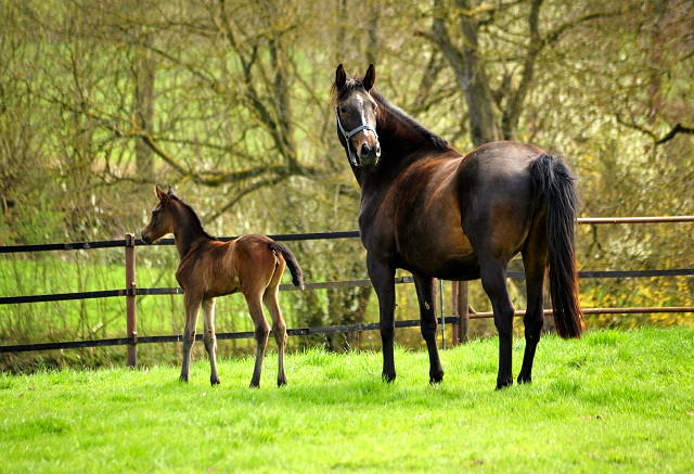 Kaiserglck - Stutfohlen von Shavalou - Trakehner Gestt Hmelschenburg - 
copyright by Beate Langels