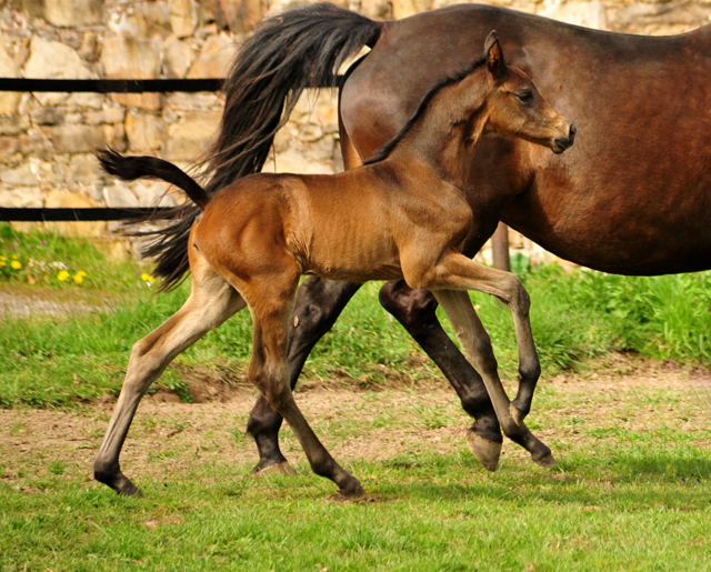 Kaiserglck von Shavalou - Trakehner Gestt Hmelschenburg - 
copyright by Beate Langels