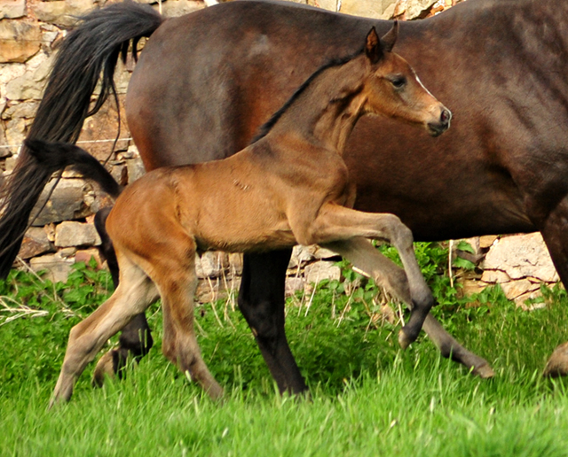 Kaiserglck von Shavalou - Trakehner Gestt Hmelschenburg - 
copyright by Beate Langels