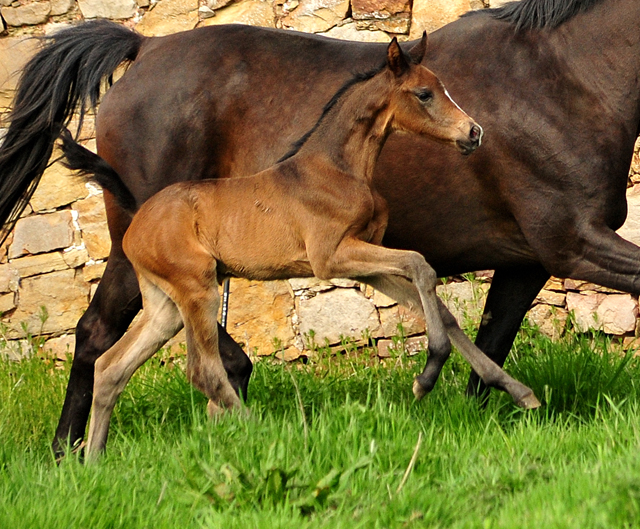 Kaiserglck von Shavalou - Trakehner Gestt Hmelschenburg - 
copyright by Beate Langels