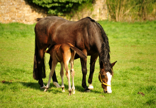 Hengstfohlen von High Motion u.d. Pr.u.StPrSt. Tavolara v. Exclusiv
 - Trakehner Gestt Hmelschenburg - Beate Langels