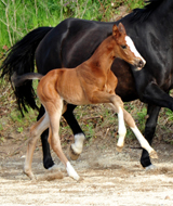 Stutfohlen von High Motion x Kostolany - Foto: Beate Langels