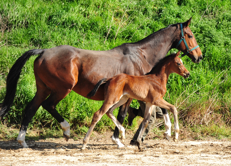 7 Tage alt: Hengstfohlen von High Motion u.d. Val de Vienne v. Exclusiv - Foto Beate Langels