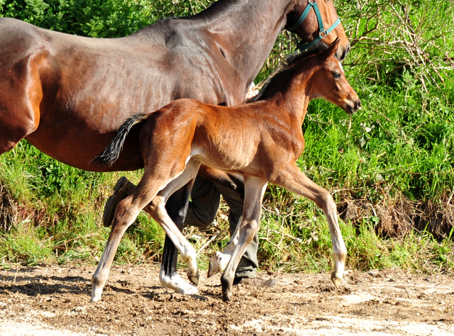 7 Tage alt: Hengstfohlen von High Motion u.d. Val de Vienne v. Exclusiv - Foto Beate Langels