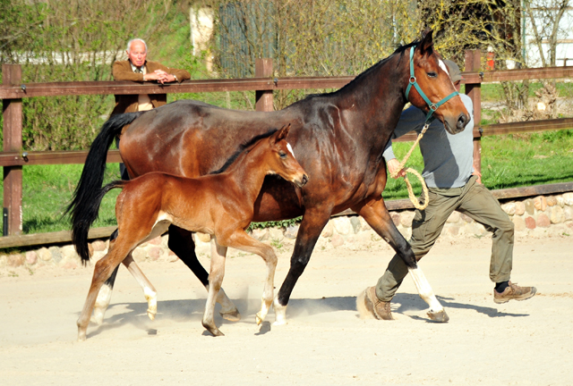 7 Tage alt: Hengstfohlen von High Motion u.d. Val de Vienne v. Exclusiv - Foto Beate Langels