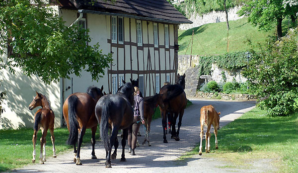 Die Stuten und Fohlen auf ihrem tglichen Weg zur Wiese - Trakehner Gestt Hmelschenburg - Foto: Beate Langels