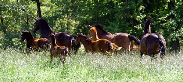  im Trakehner Gestt Hmelschenburg - Foto: Beate Langels