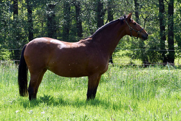 Prmien- u. Staatsprmienstute KARENA von Freudenfest u.d. Kalmar v. Exclusiv - im Trakehner Gestt Hmelschenburg - Foto: Beate Langels