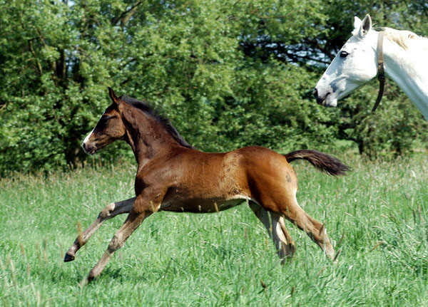 Hengstfohlen von Kostolany u.d. Pr.St. Schwalbenfeder v. Summertime - im Trakehner Gestt Hmelschenburg - Foto: Beate Langels