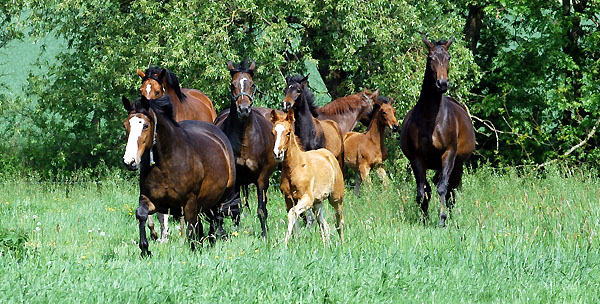 vorn Prmienstute Tavolara mit Hengstfohlen von Freudenfest - Trakehner Gestt Hmelschenburg - Foto: Beate Langels