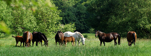 Die friedlich grasenden Stuten und Fohlen im Trakehner Gestt Hmelschenburg - Foto: Beate Langels