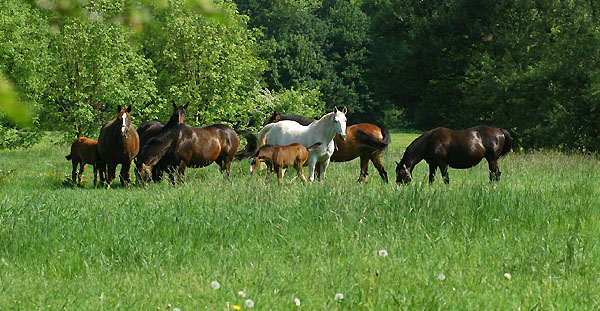 Die friedlich grasenden Stuten und Fohlen im Trakehner Gestt Hmelschenburg - Foto: Beate Langels