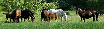 Mai 2009 im Trakehner Gestüt Hämelschenburg