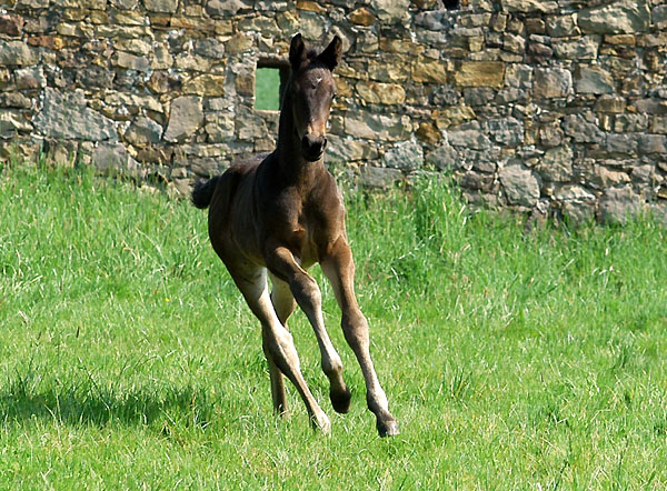 Hengstfohlen von Summertime u.d Greta Garbo v. Alter Fritz - im Trakehner Gestt Hmelschenburg - Foto: Beate Langels