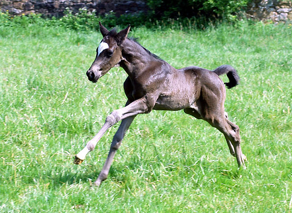 Stutfohlen von Kostolany x Schwalbenspiel - Trakehner Gestt Hmelschenburg - Foto: Beate Langels