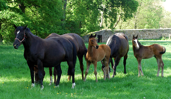 Schwalbenflair, Klassic mit Stutfohlen von Summertime und Schwalbenfeder mit ihrem Kostolany-Sohn - Trakehner Gestt Hmelschenburg - Foto: Beate Langels