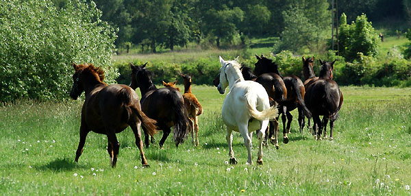 Trakehner Gestt Hmelschenburg - Foto: Beate Langels